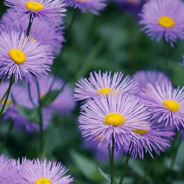 Purple asters close up
