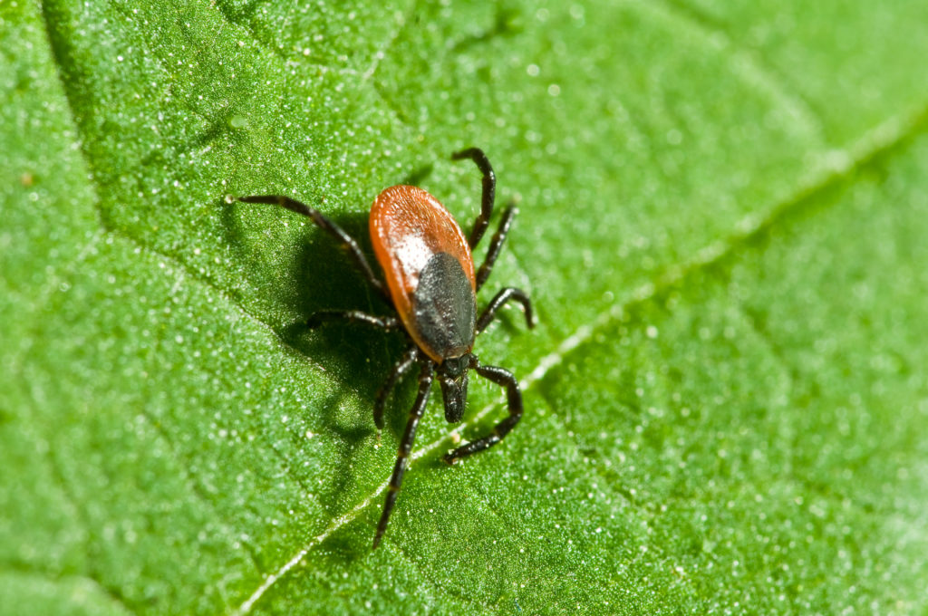 A tick on a leaf.