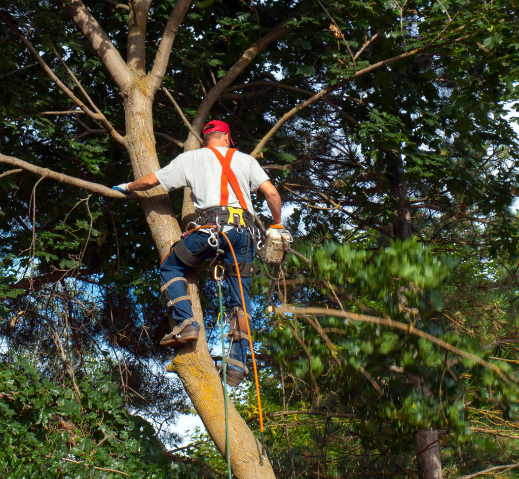 An Arborist Cutting Down Tree Piece by Piece