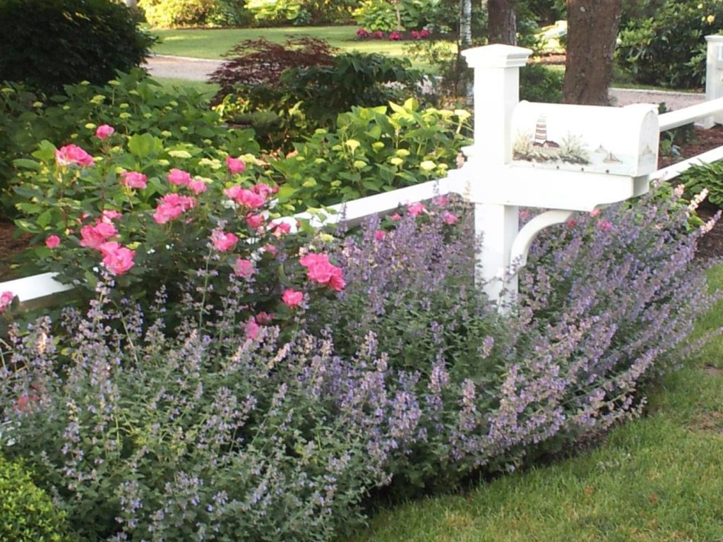 Catmint, hydrangeas and azaleas in full bloom around a mailbox with lighthouse