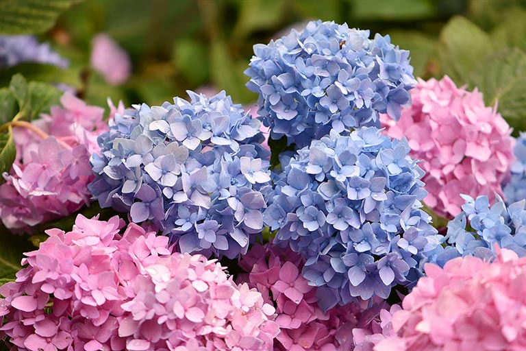 Blue and pink hydrangea flowers in full bloom